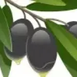 L'olive noire provient d'une essence d'olivier différente de celle de l'olive verte.