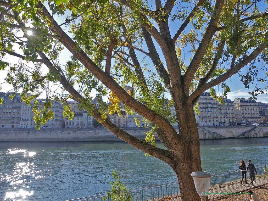 Orme en bord de seine