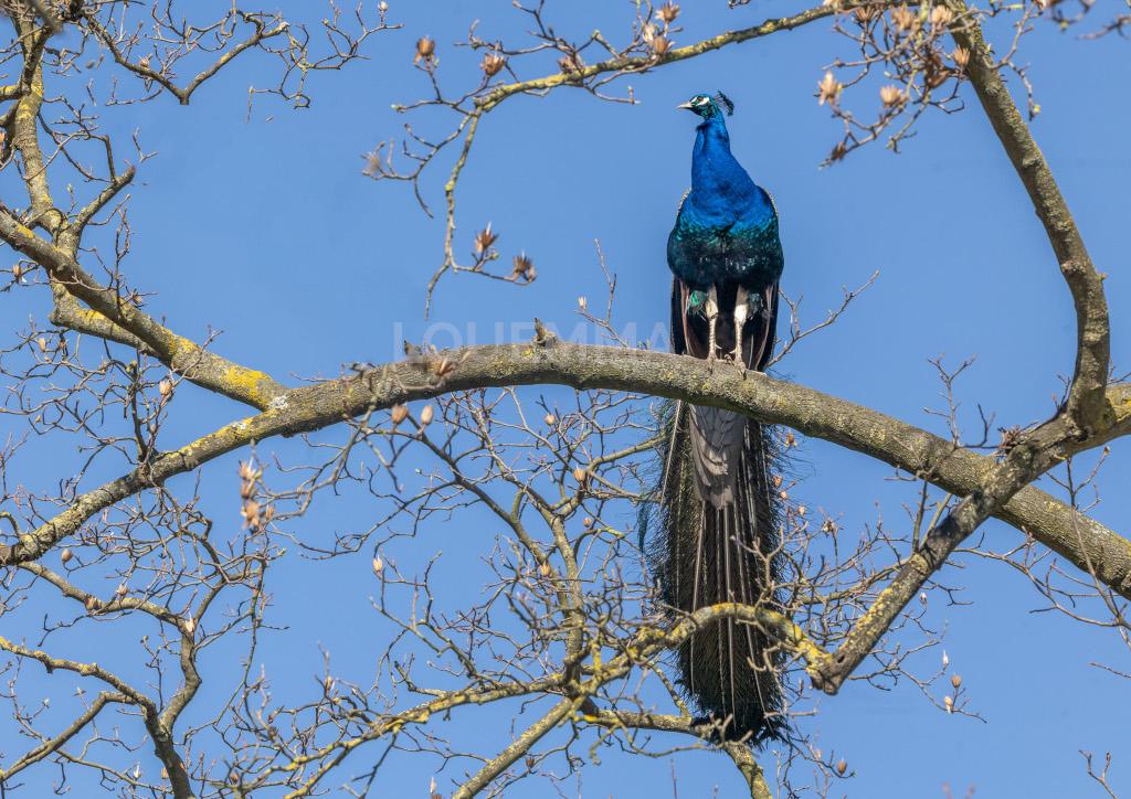 Paon sur un arbre