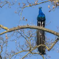 Paon sur un arbre