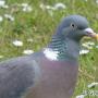 Pigeon presentation