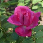 De quel écrivain du Midi, cette rose porte-t-elle le nom ?