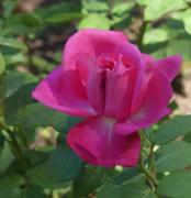 De quel écrivain du Midi, cette rose porte-t-elle le nom ?
