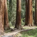 Les séquoias géants ne dépassent pas 50 mètres.