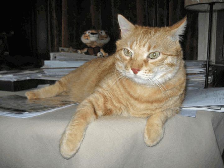 Simba