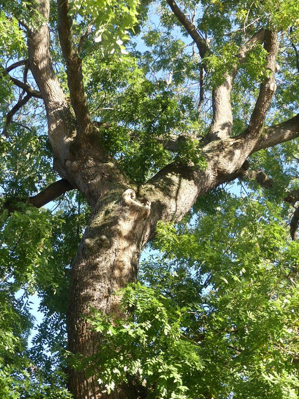 Sophora 7
