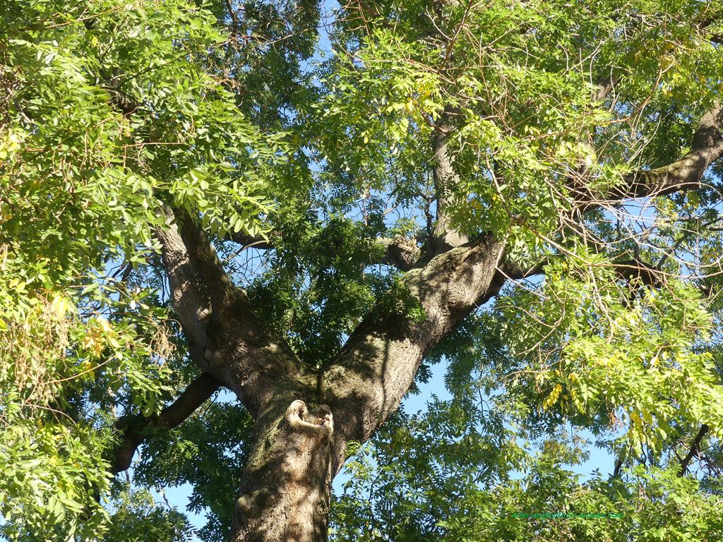 Sophora 8