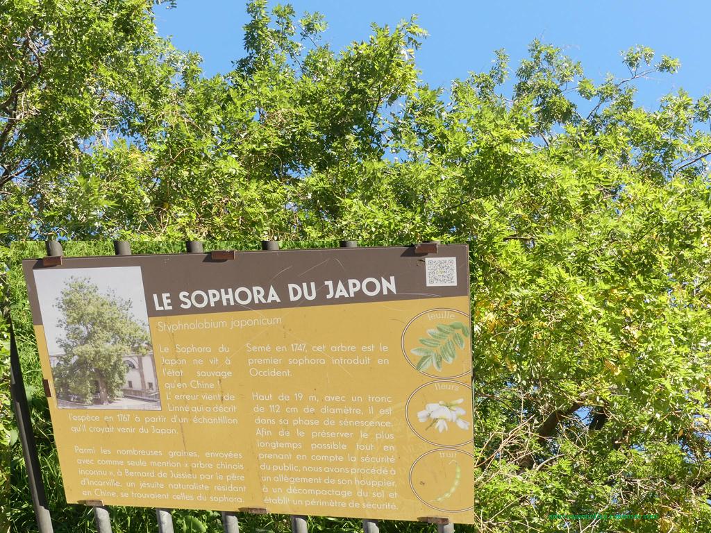 Sophora 9