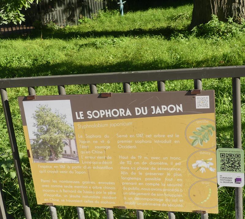 Sophora plaque