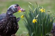 V canard jonquilles