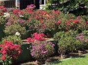 V fleurs christine