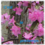 V logo printemps