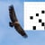 Vautour
